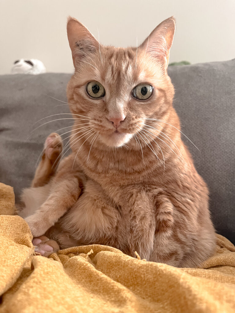 Garderie pour chat bordeaux cat sitter gang de patounes