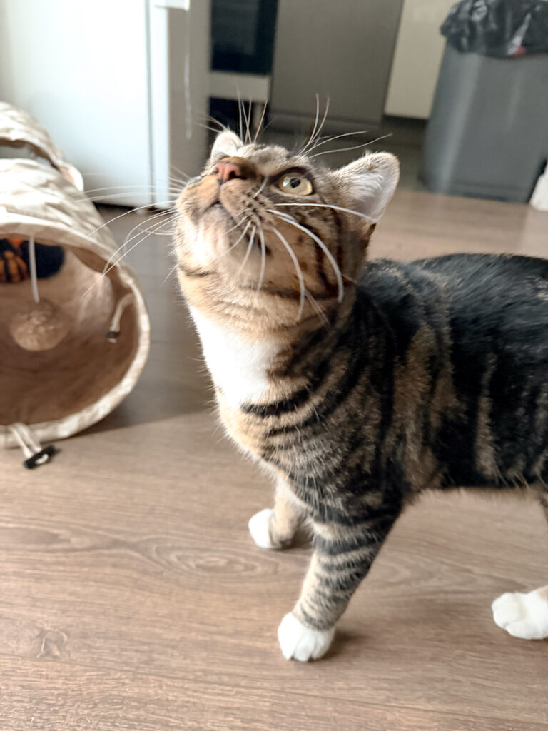 pension pour chat bordeaux gang de patounes cat sitter