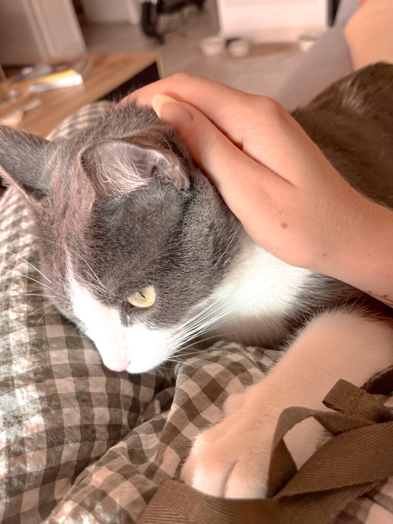 Garderie pour chat bordeaux cat sitter gang de patounes cat sitter bordeaux