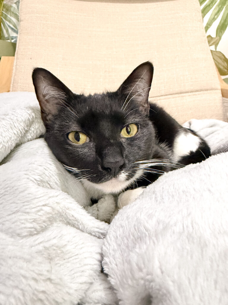 cat sitter bordeaux gang de patounes pension pour chat bordeaux garderie pour chat bordeaux