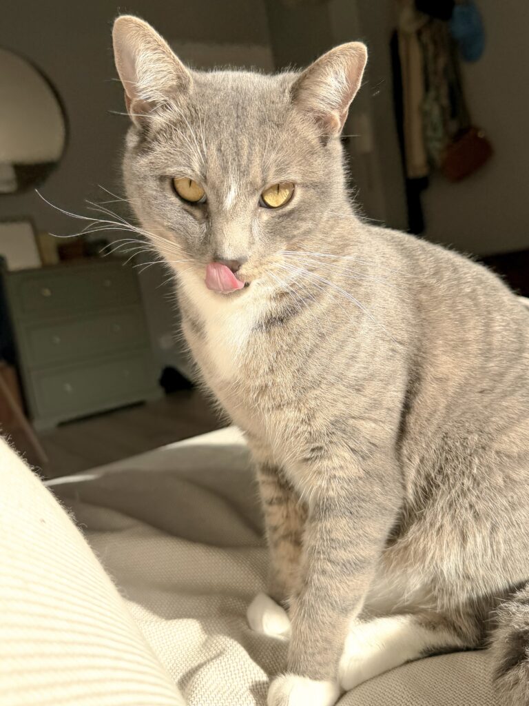 Garderie pour chat bordeaux cat sitter gang de patounes cat sitter bordeaux