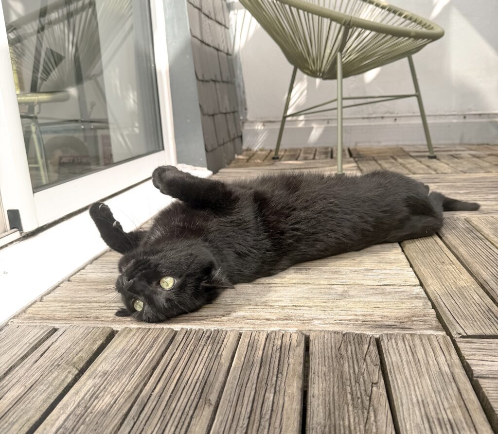 pension pour chat bordeaux gang de patounes cat sitter garderie pour chat bordeaux