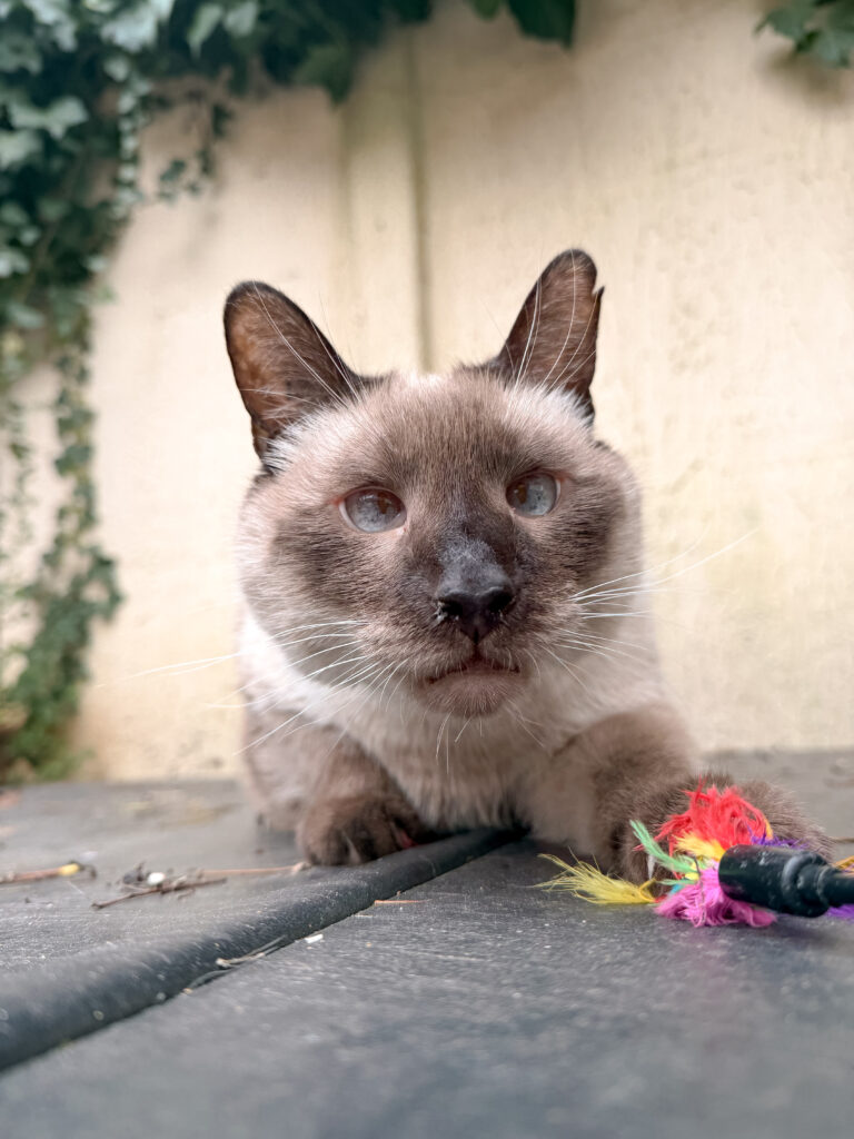 cat sitter bordeaux gang de patounes pension pour chat bordeaux garderie pour chat bordeaux