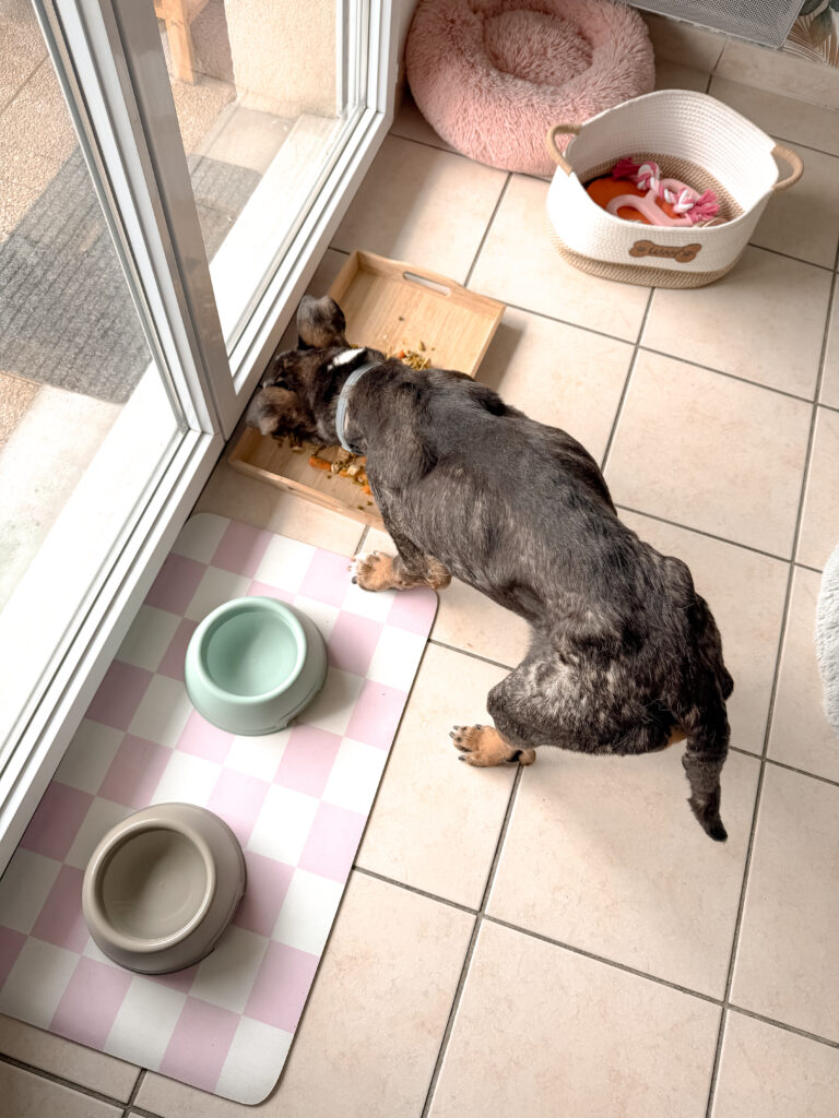 dog sitter bordeaux gang de patounes dog sitter garderie pour chien bordeaux pension pour chien bordeaux