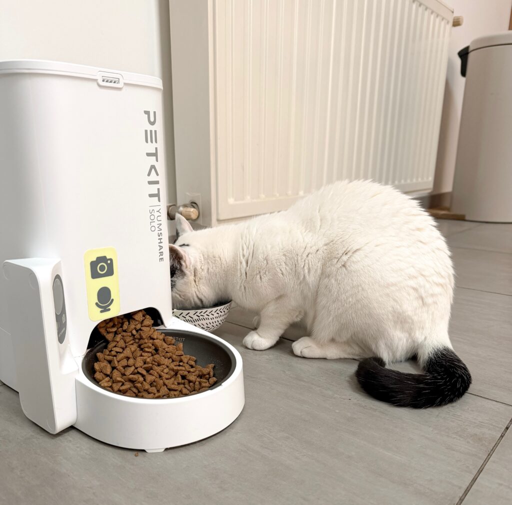 garderie pour chat bordeaux gang de patounes cat sitter