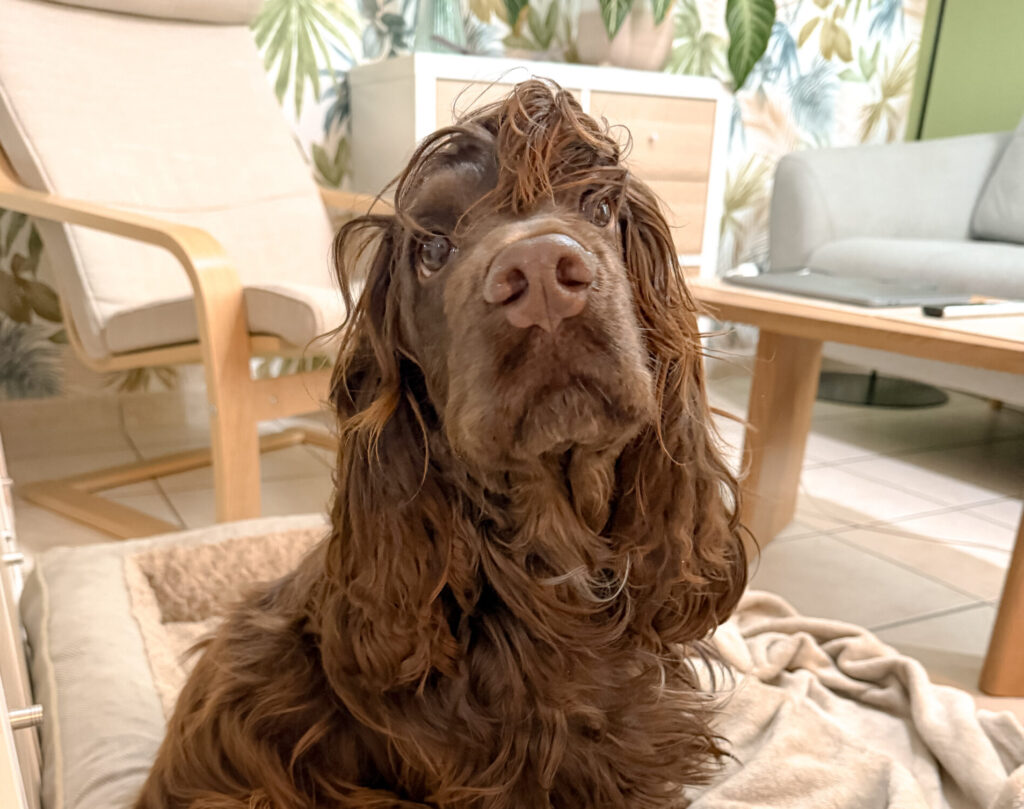 dog sitter bordeaux gang de patounes dog sitter garderie pour chien bordeaux pension pour chien bordeaux