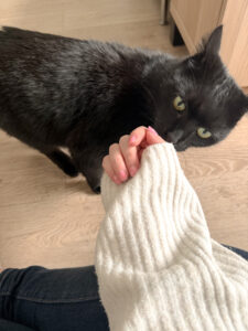 Cat Sitter Bordeaux Gang de Patounes