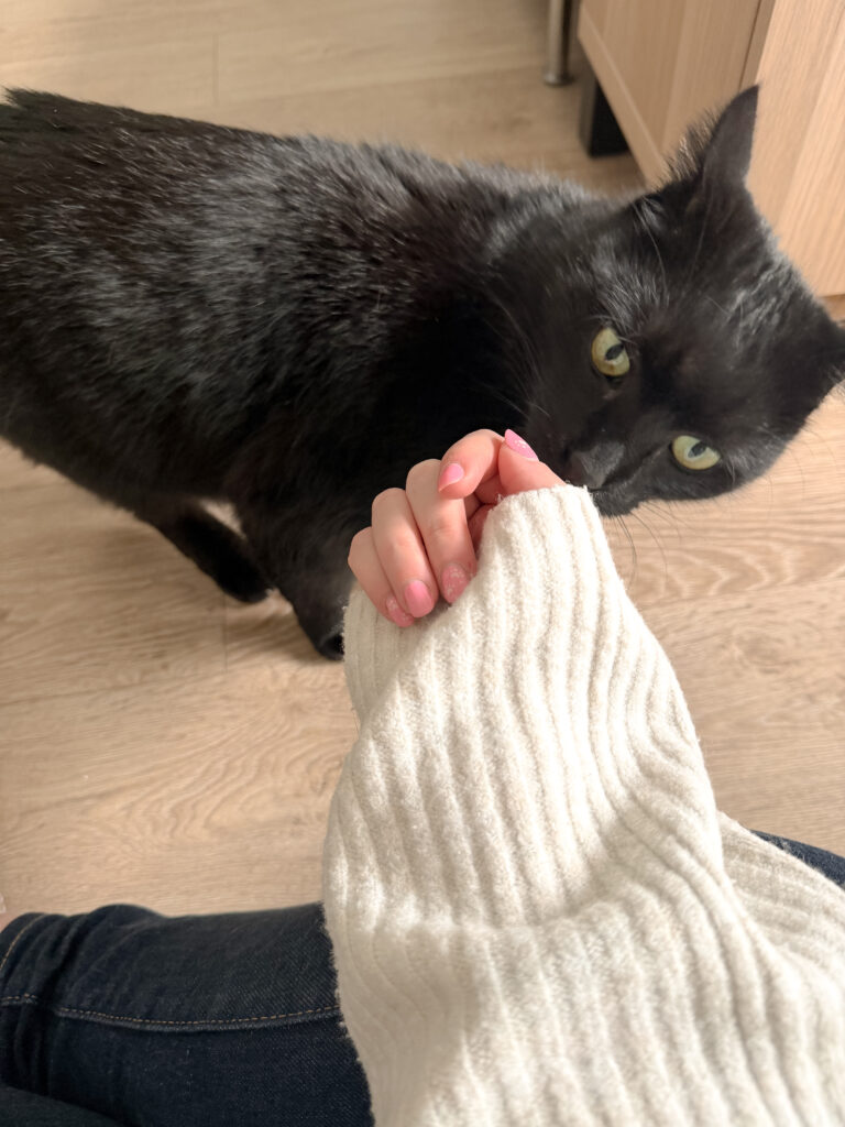 Cat Sitter Bordeaux Gang de Patounes