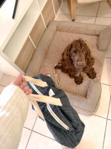 pension pour chien bordeaux dog sitter gang de patounes