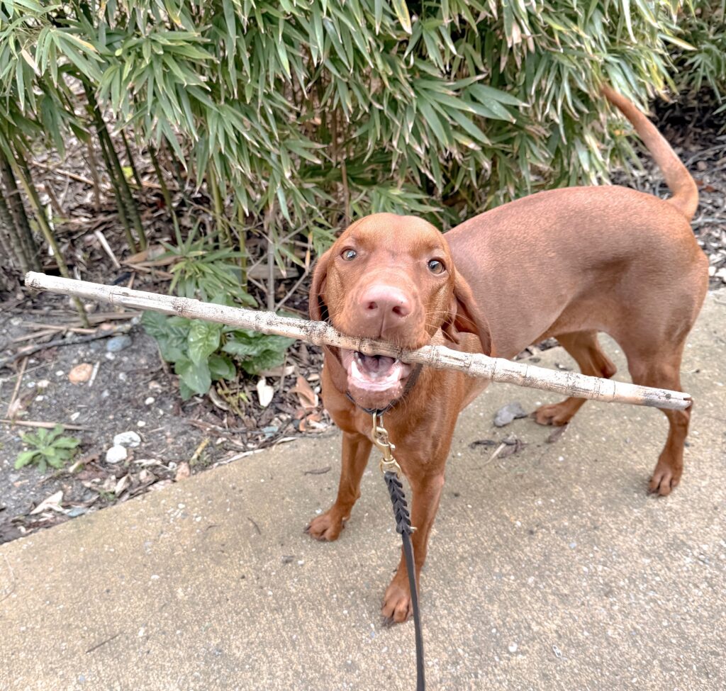 dog sitter bordeaux gang de patounes