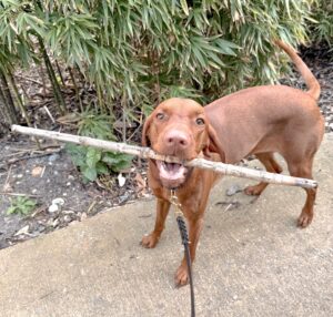 dog sitter bordeaux gang de patounes