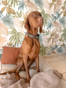 Dog sitter bordeaux gang de patounes