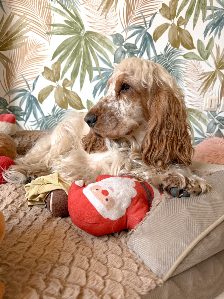 Pension pour chien Bordeaux Gang de Patounes Dog sitter