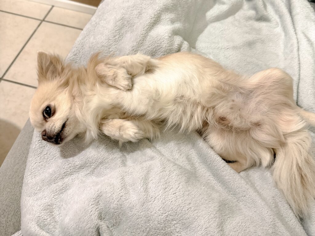 Pension pour chien bordeaux gang de patounes