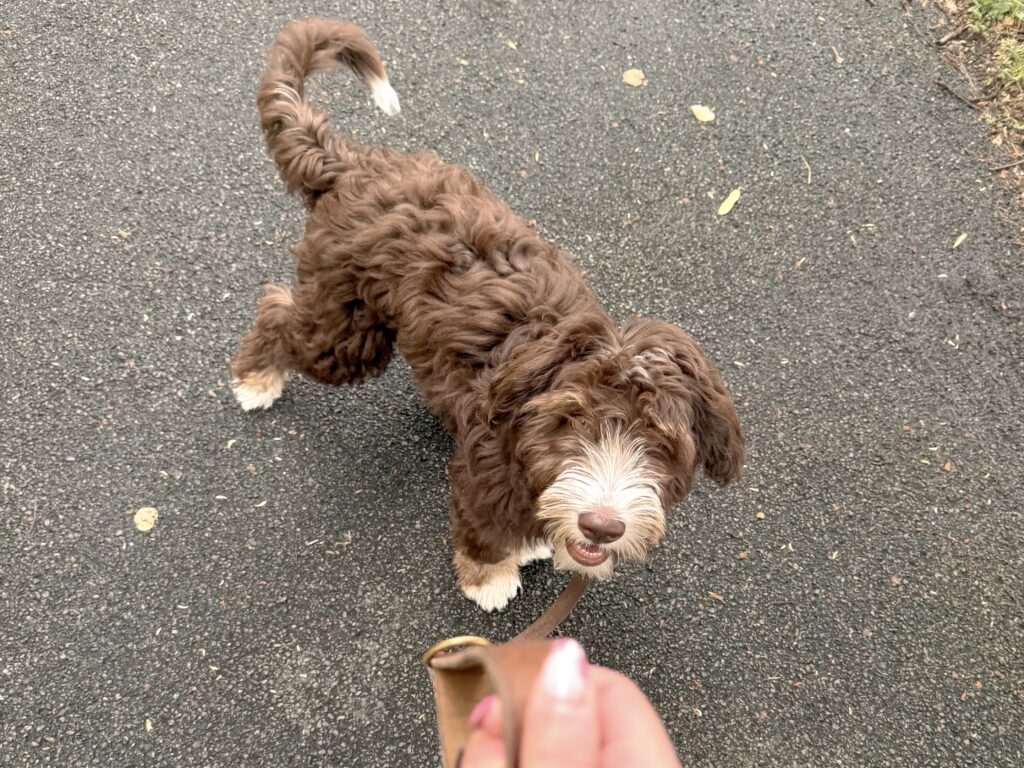 dog sitter bordeaux gang de patounes