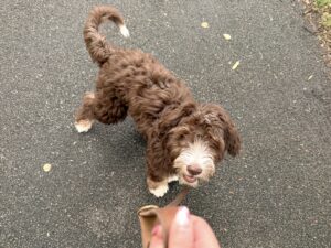 dog sitter bordeaux gang de patounes