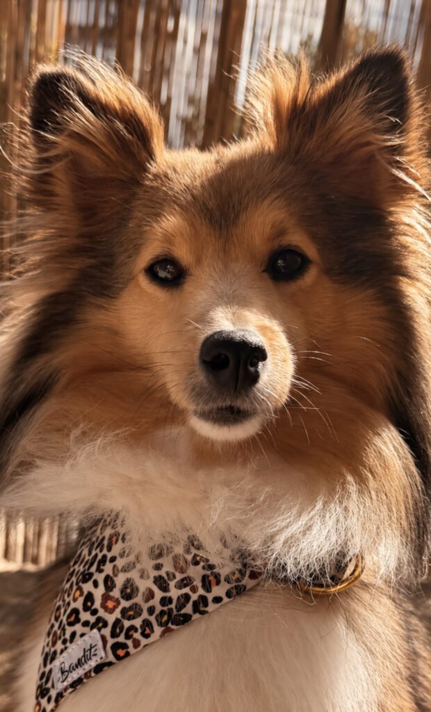 garderie chien bordeaux
