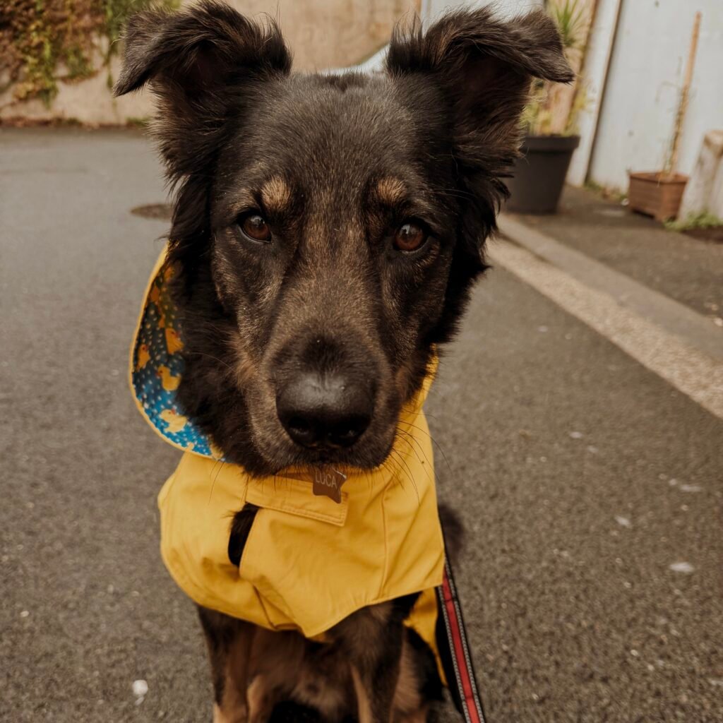 promenades pour chiens dog sitter dog sitter bordeaux garderie pour chiens pension pour chiens educateur canin bordeaux pension chien bordeaux dog sitter bordeaux dog sitter