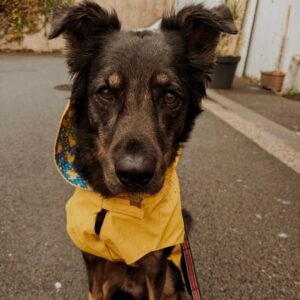 promenades pour chiens dog sitter dog sitter bordeaux garderie pour chiens pension pour chiens educateur canin bordeaux pension chien bordeaux dog sitter bordeaux dog sitter
