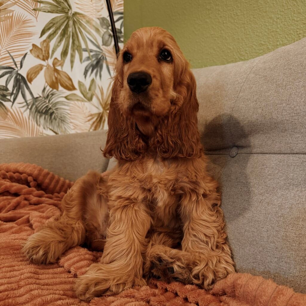 garderie chien bordeaux gang de patounes dog sitter chien