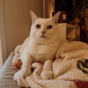 comportementaliste chat cat sitter cat sitter bordeaux visites à domicile pour chats gang de patounes communication animale pour chats garderie pour chats pension pour chats garderie pour chat bordeaux