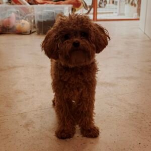 promenades pour chiens dog sitter dog sitter bordeaux garderie pour chiens pension pour chiens educateur canin bordeaux pension chien bordeaux