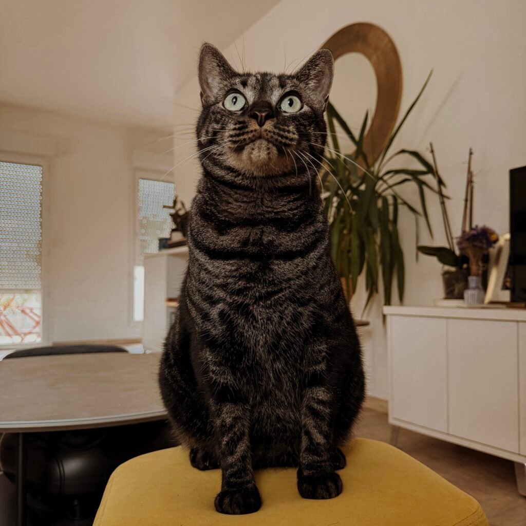comportementaliste chat cat sitter cat sitter bordeaux visites à domicile pour chats gang de patounes communication animale pour chats garderie pour chats pension pour chats garderie pour chat bordeaux cat sitter bordeaux cat sitter