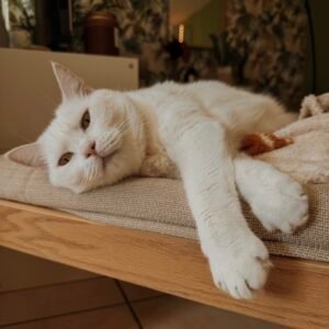 comportementaliste chat cat sitter cat sitter bordeaux visites à domicile pour chats gang de patounes communication animale pour chats garderie pour chats pension pour chats garderie pour chat bordeaux cat sitter bordeaux cat sitter